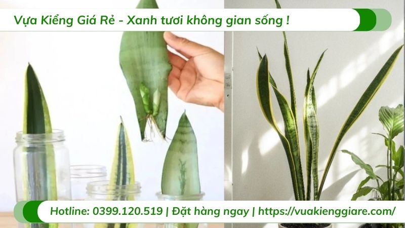 cách nhân giống cây lưỡi hổ