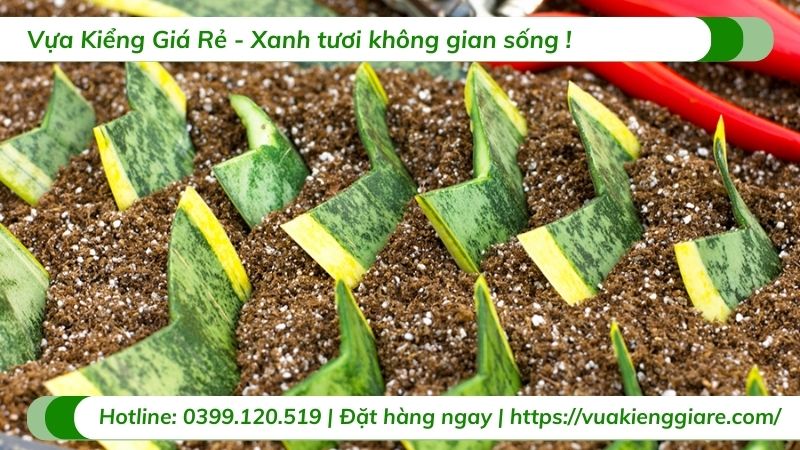 cách nhân giống cây lưỡi hổ
