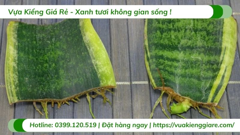 cách nhân giống cây lưỡi hổ