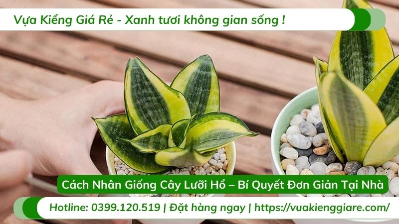 cách nhân giống cây lưỡi hổ