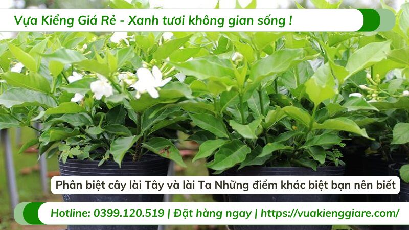 phân biệt cây lài tây và lài ta
