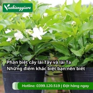 phân biệt cây lài tây và lài ta