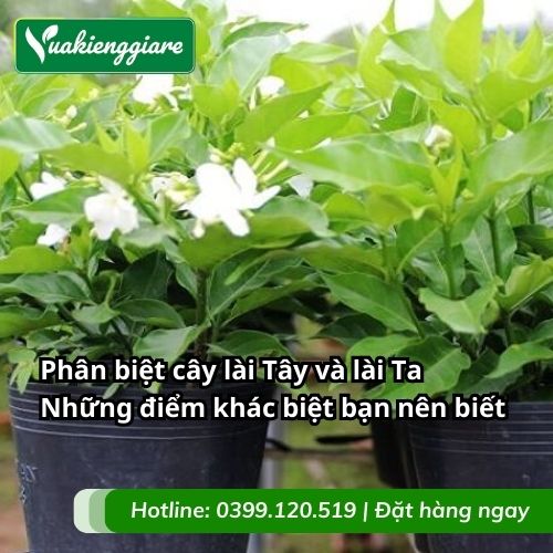phân biệt cây lài tây và lài ta