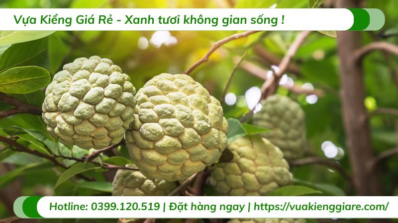 trồng cây ăn trái