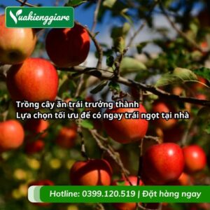 trồng cây ăn trái