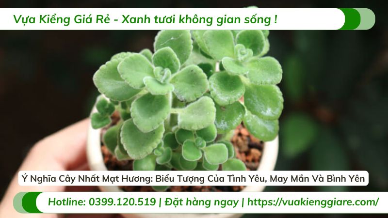 ý nghĩa cây nhất mạt hương
