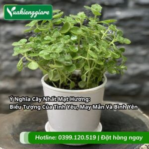 ý nghĩa cây nhất mạt hương