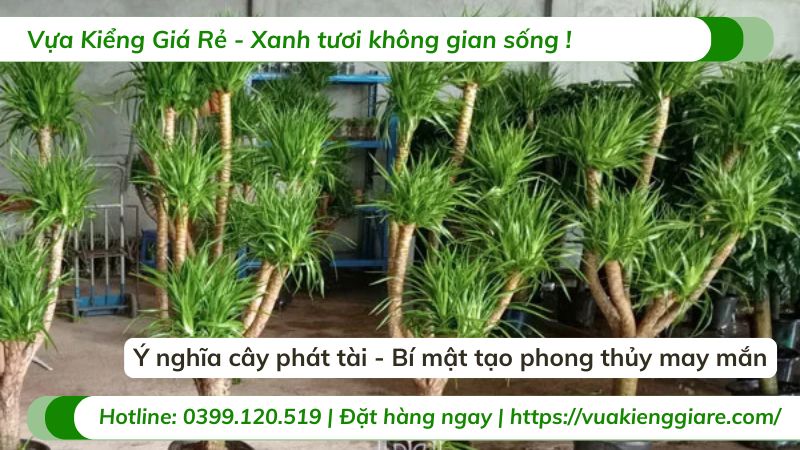 ý nghĩa cây phát tài