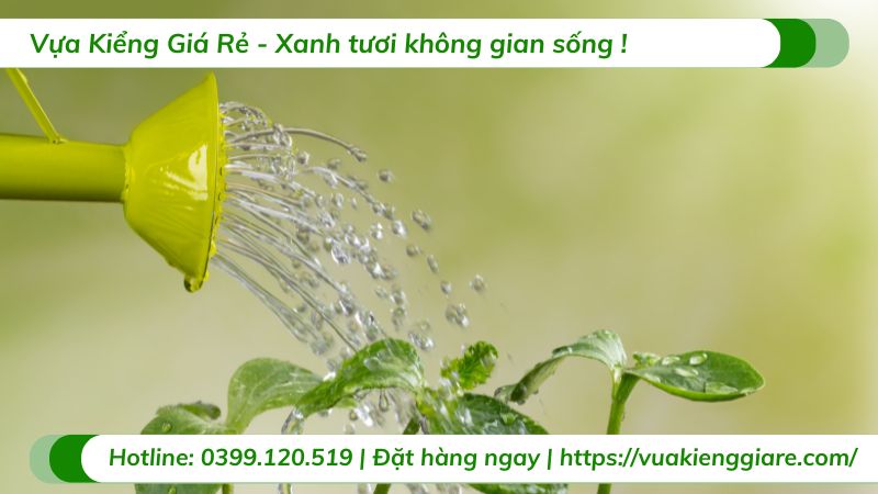 ý nghĩa cây phát tài