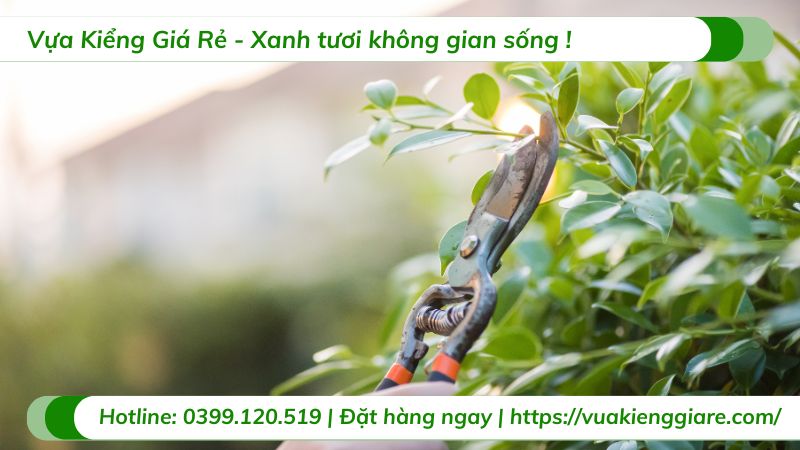 ý nghĩa cây phát tài