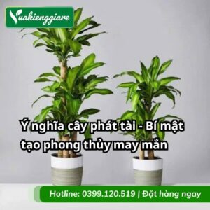 ý nghĩa cây phát tài