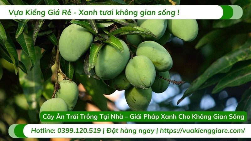 cây ăn trái trồng tại nhà