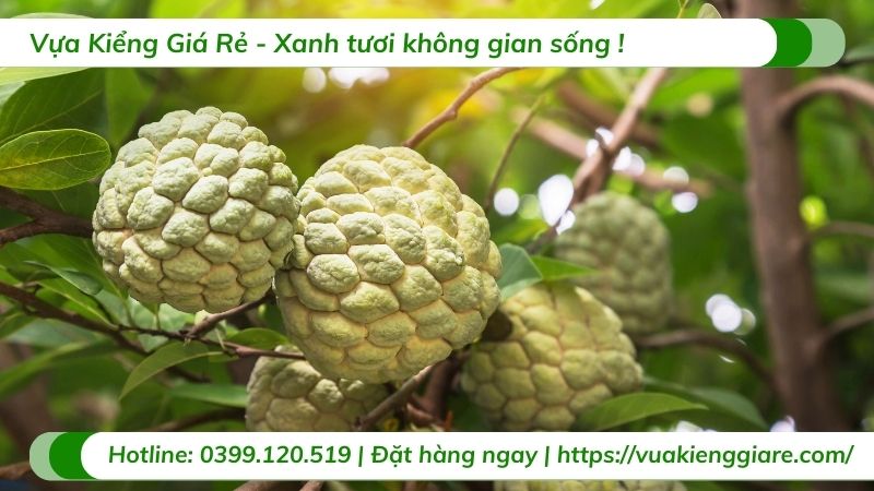 cây ăn trái trồng tại nhà