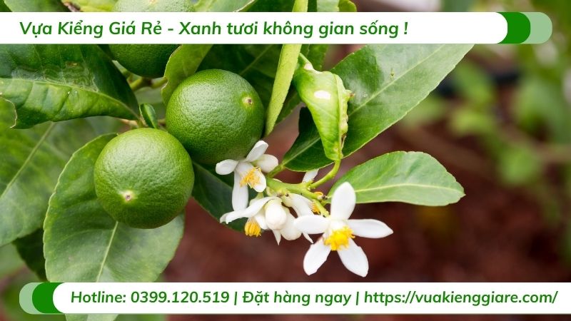 cây ăn trái trồng tại nhà