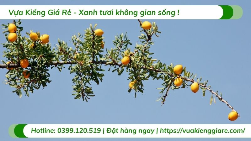 cây ăn trái trồng tại nhà