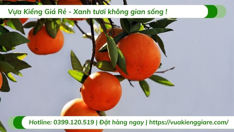 cây ăn trái trồng tại nhà