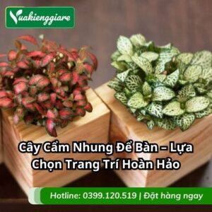 cây cẩm nhung để bàn