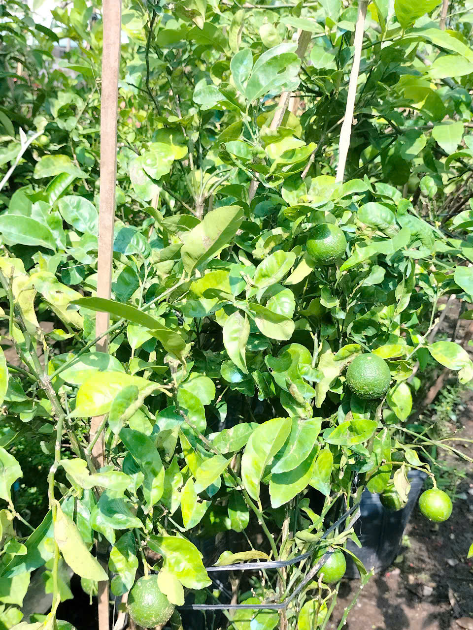 Cây chanh giấy trồng chậu