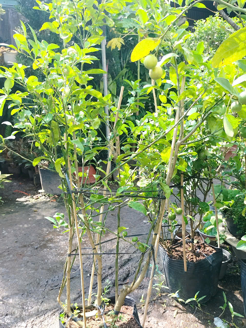 Cây chanh giấy trồng chậu