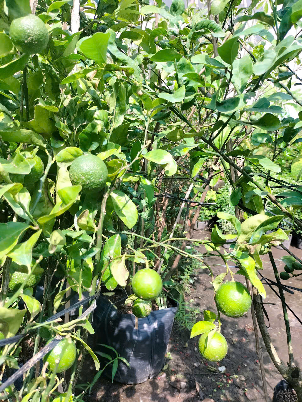 Cây chanh giấy trồng chậu