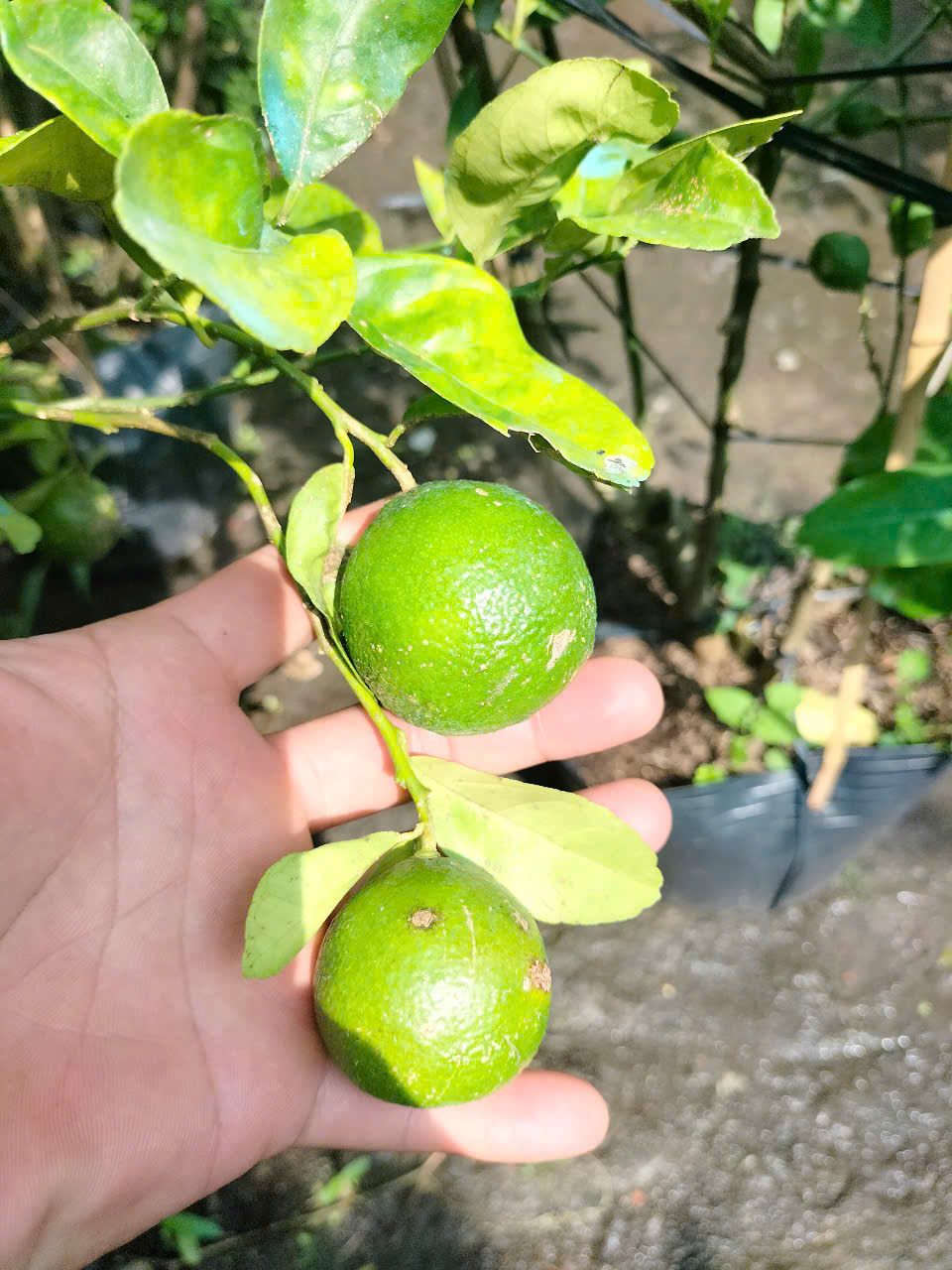 Cây chanh giấy trồng chậu