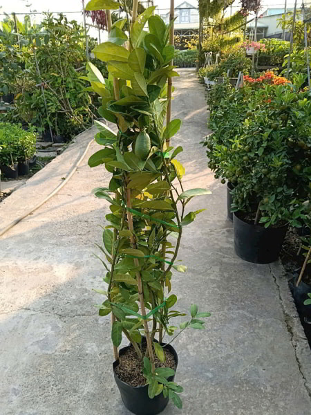 chanh mỹ trái dài