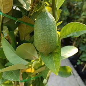 chanh mỹ trái dài