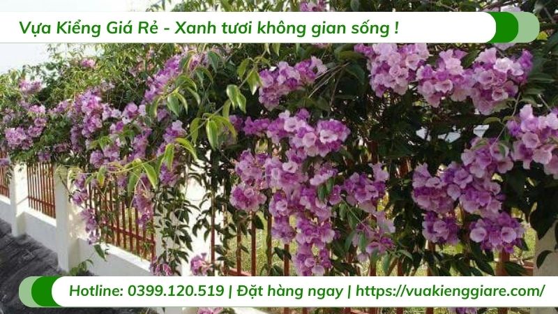 cây hồng leo thiên hương leo giàn