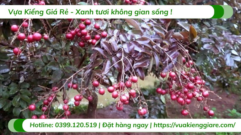 Cây nhãn tím trồng chậu có trái