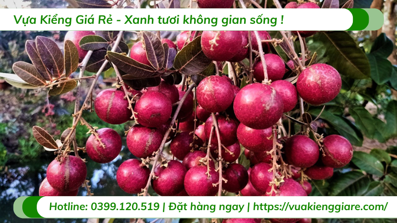 Cây nhãn tím trồng chậu có trái