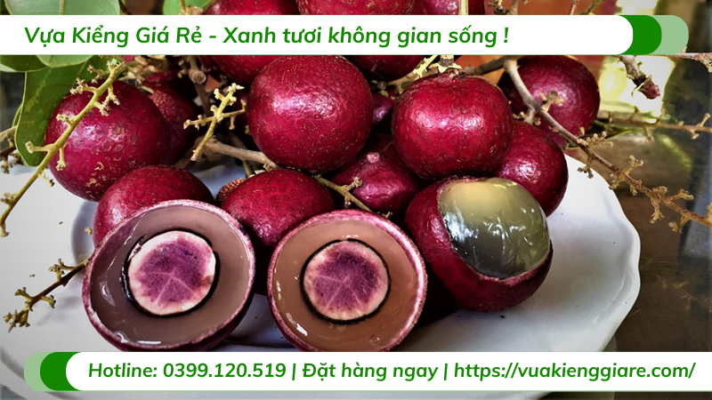Cây nhãn tím trồng chậu có trái