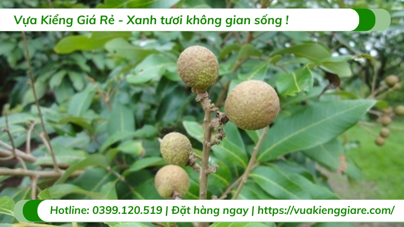 Cây nhãn xuồng cơm vàng trưởng thành