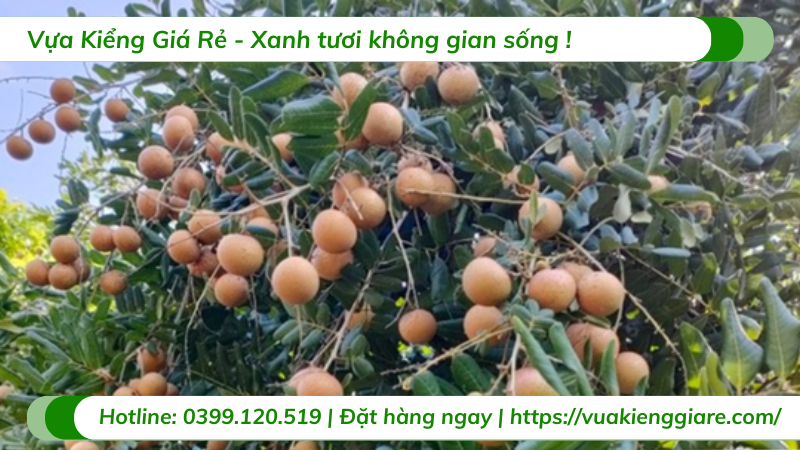 Cây nhãn xuồng cơm vàng trưởng thành