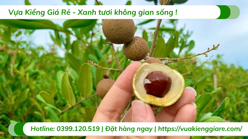 Cây nhãn xuồng cơm vàng trưởng thành