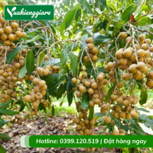 Cây nhãn xuồng cơm vàng trưởng thành