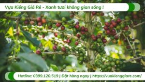 chăm sóc cây ăn trái trưởng thành