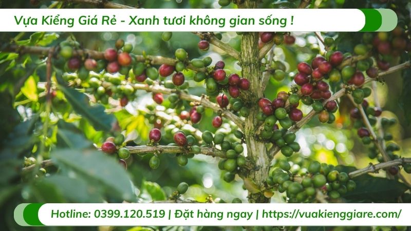 chăm sóc cây ăn trái trưởng thành