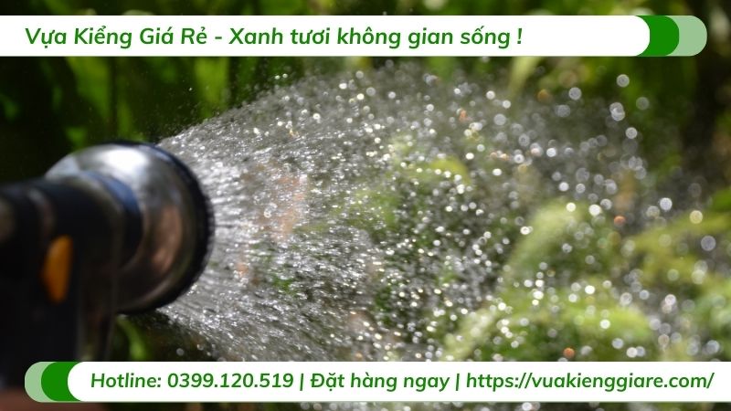 chăm sóc cây ăn trái trưởng thành