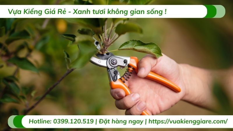 chăm sóc cây ăn trái trưởng thành