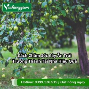 chăm sóc cây ăn trái trưởng thành