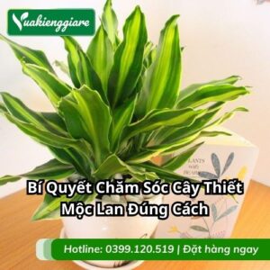 chăm sóc cây thiết mộc lan