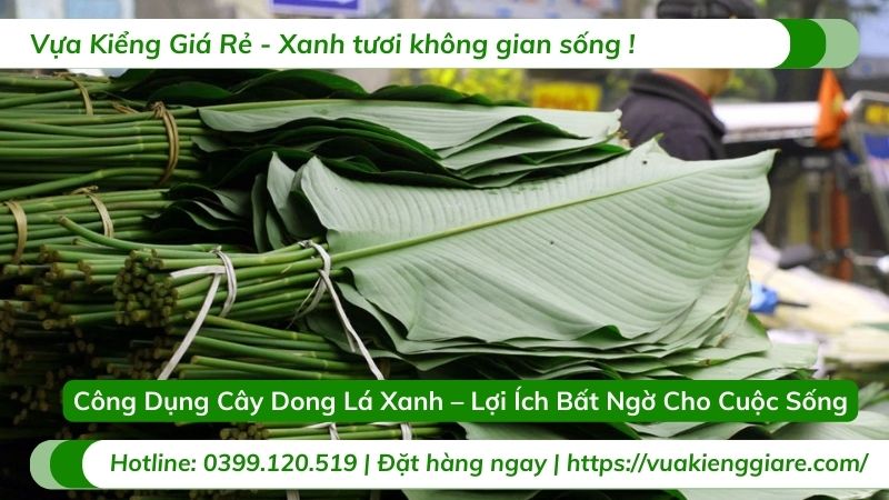 công dụng cây dong lá xanh