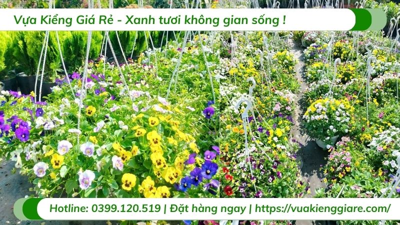 hoa Viola - hoa cánh bướm Pansy