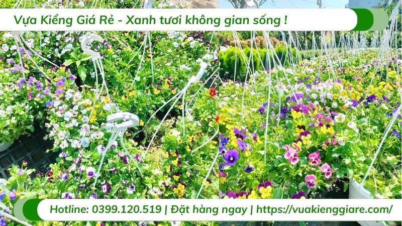hoa Viola - hoa cánh bướm Pansy