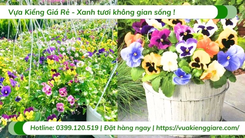 hoa Viola - hoa cánh bướm Pansy
