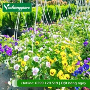 hoa Viola - hoa cánh bướm Pansy