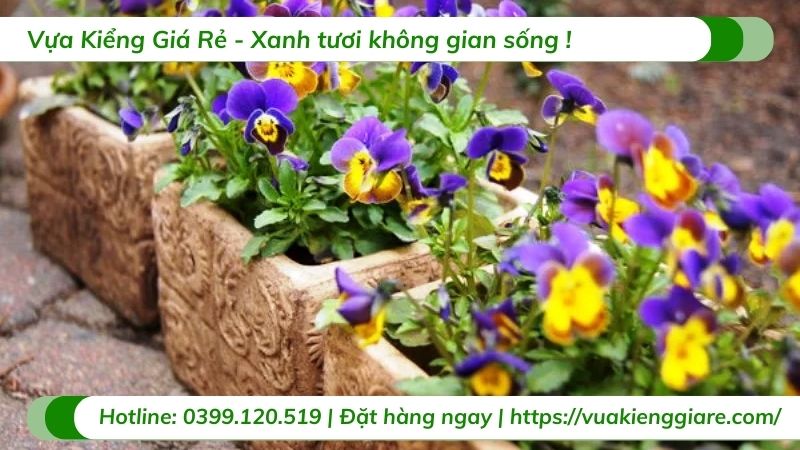 hoa Viola - hoa cánh bướm Pansy