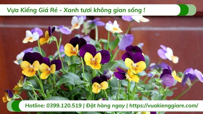 hoa Viola - hoa cánh bướm Pansy