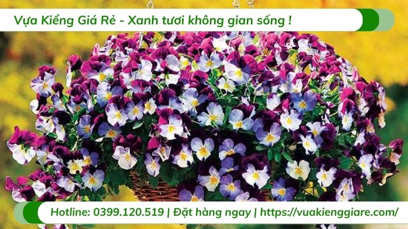 hoa Viola - hoa cánh bướm Pansy