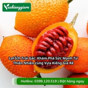 lợi ích trái gấc